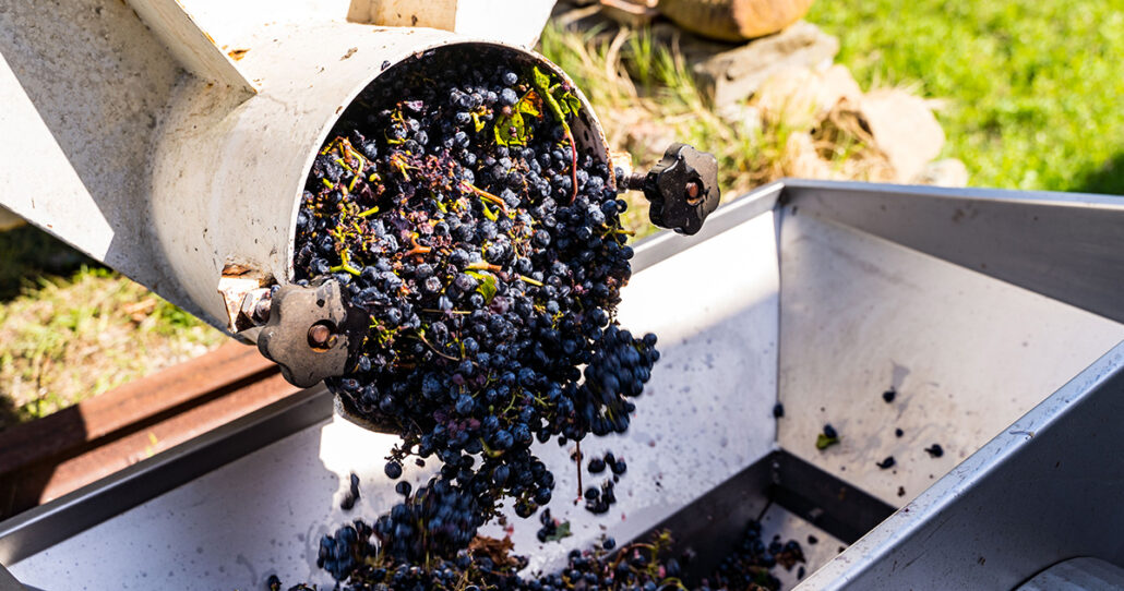 Casetta 1^ Settembre 24 - Vendemmia-18